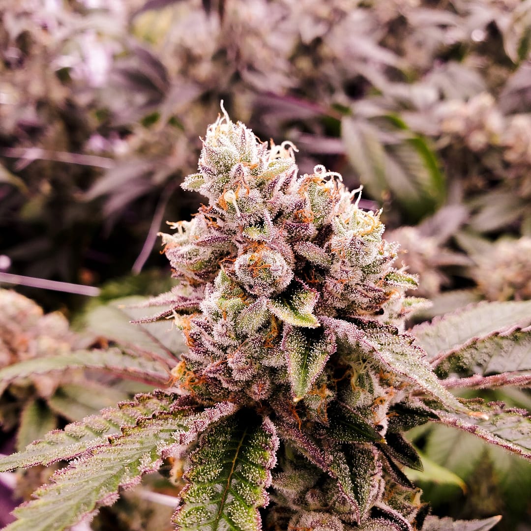 Mi a különbség a kender CBD és a kannabisz CBD között