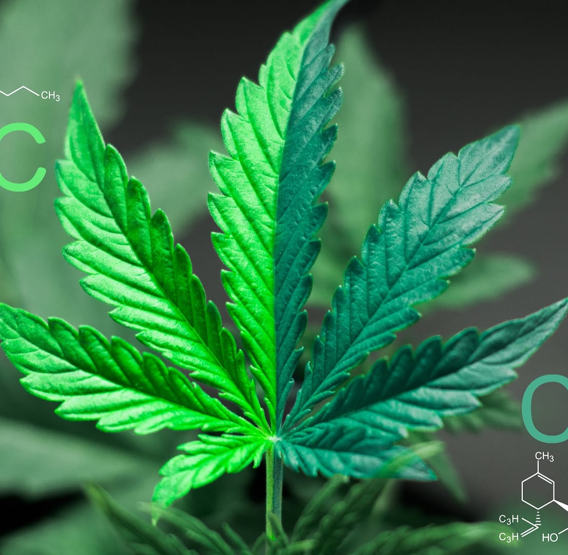 A CBD és THC összehasonlítása