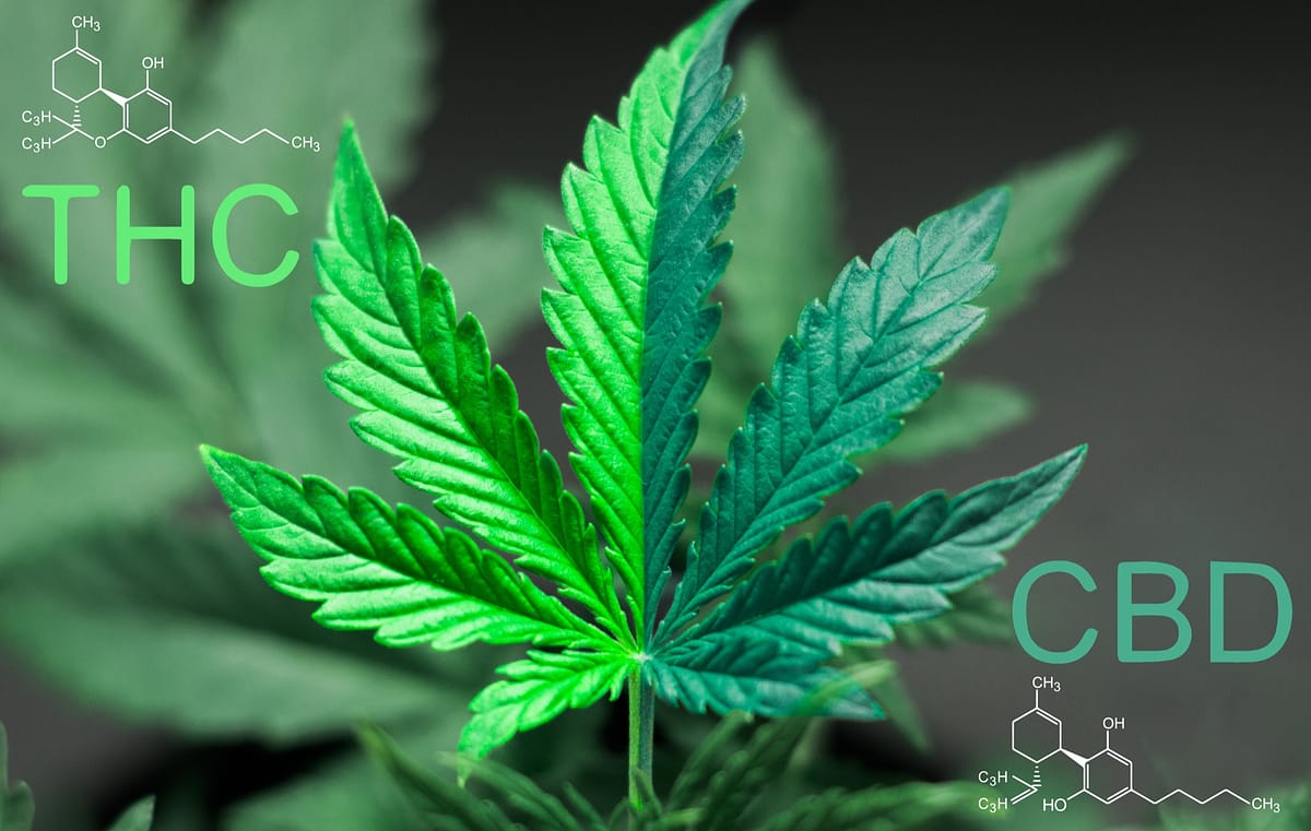 A CBD és THC összehasonlítása