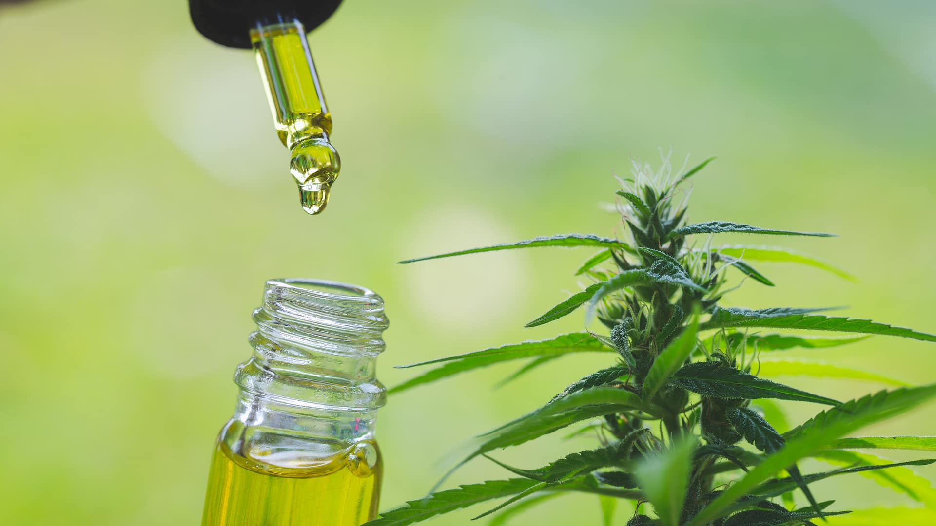 Mi a különbség a teljes spektrumú CBD és a széles spektrumú CBD között