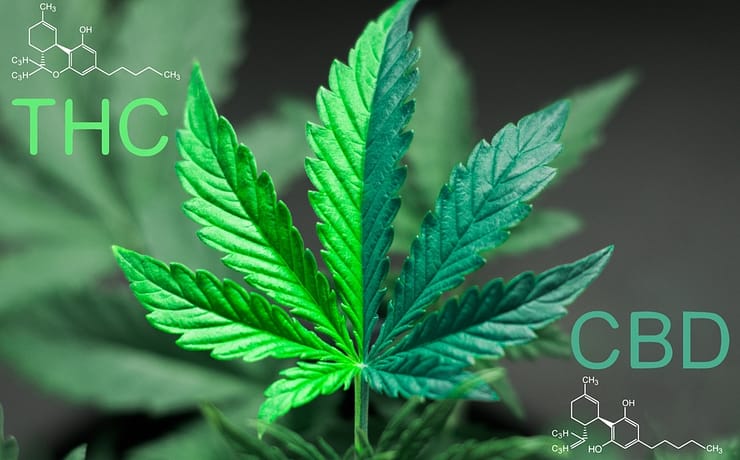 A CBD és THC összehasonlítása