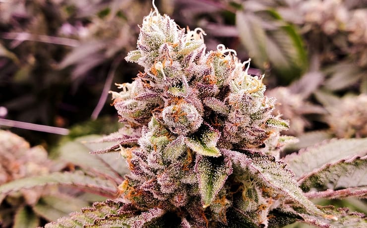 Mi a különbség a kender CBD és a kannabisz CBD között