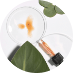 Cannabis Sativa levél kivonat