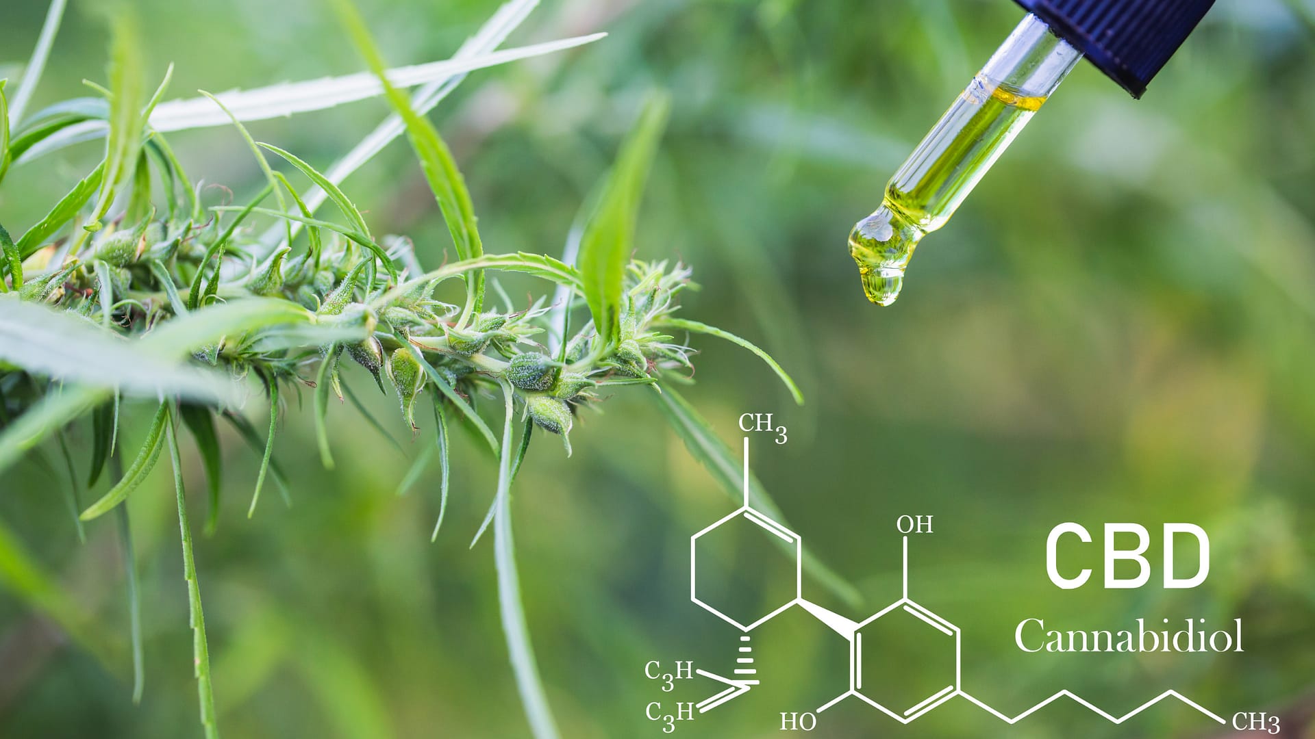 Kannabinoidok és terpének