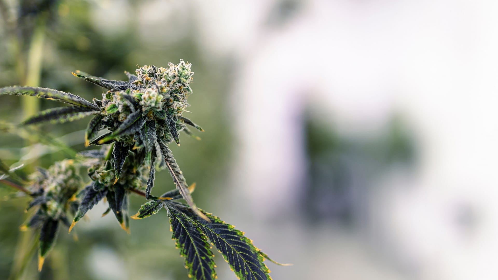 Mi a helyzet az endokannabinoid hiányával