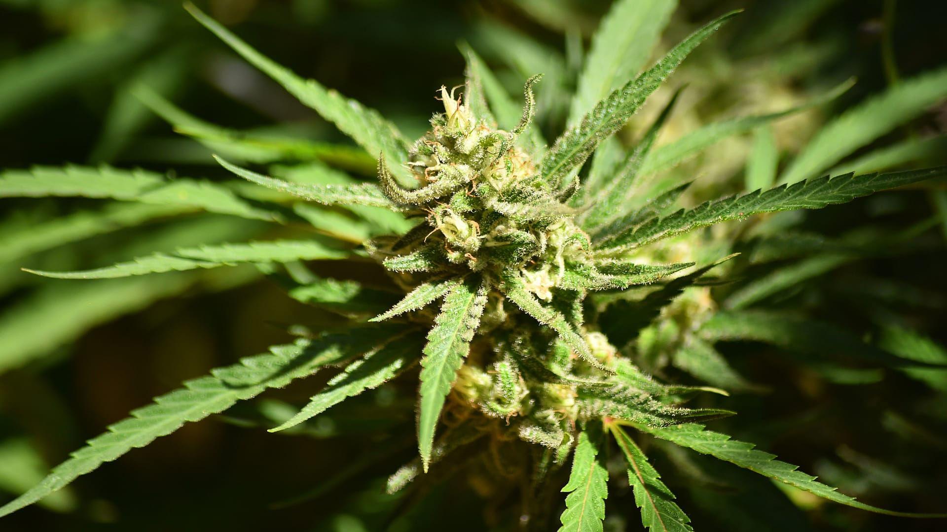 A CBD mellékhatásai