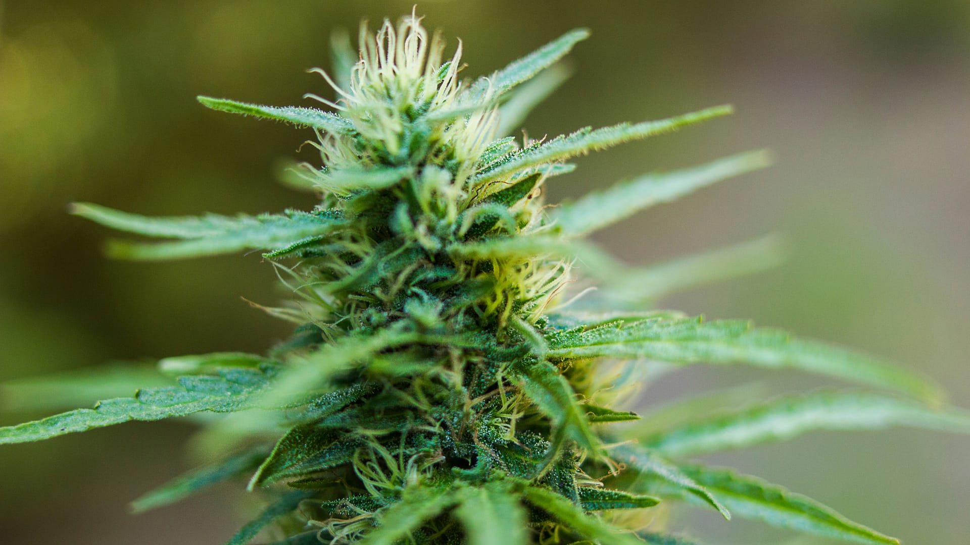 Melyek az orvosi marihuána előnyei