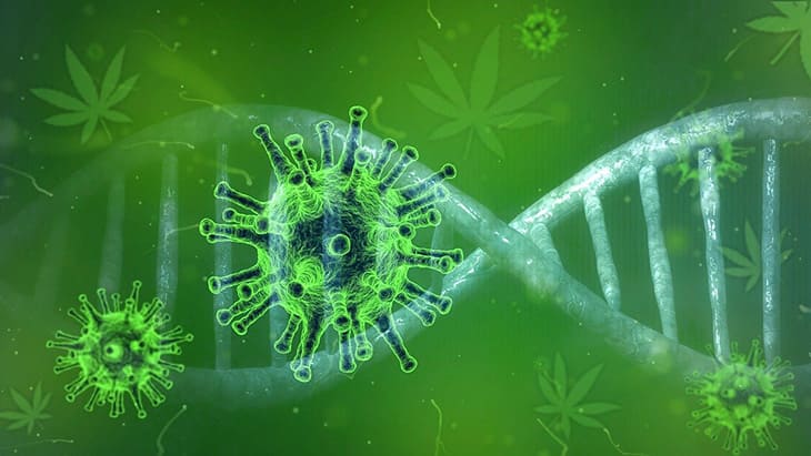 Egy Egyszerű Útmutató az Endokannabinoid Rendszerhez